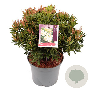 Pieris jap. 'Debutante' 20-25 cm 3,0L