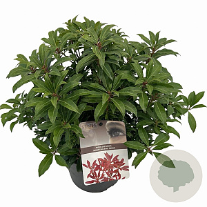 Pieris jap. 'Mountain Fire' 25-30 cm 3,0L
