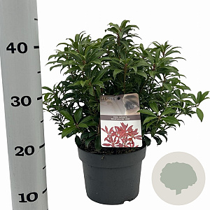 Pieris jap. 'Mountain Fire' 25-30 cm 3,0L