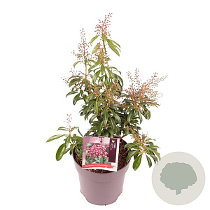 Pieris jap. 'Passion' 20 cm 2,0L