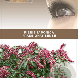 Pieris jap. 'Passion' 25-30 cm 3,0L