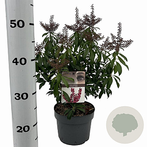 Pieris jap. 'Passion' 25-30 cm 3,0L