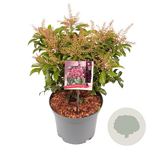 Pieris jap. 'Valley Valentine' 25-30 cm 3,0L
