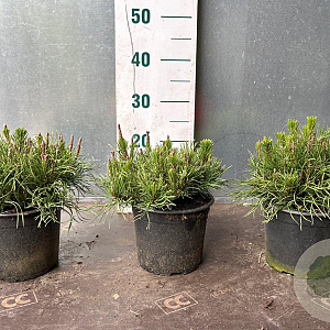 Pinus mugo mugo 20 cm 2,0L