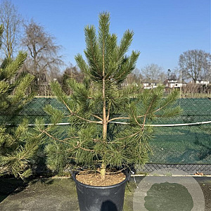 Pinus nigra nigra 175-200 cm cont. 110L