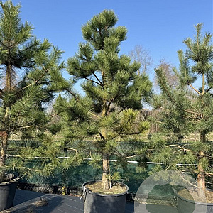 Pinus sylvestris 250-300 cm cont. 160L