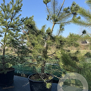 Pinus sylvestris 250-300 cm cont. 230L