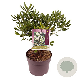 Pittosporum tobira 20-30 cm 3,0L