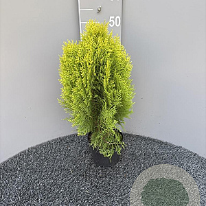 Platycladus or. 'Aurea Nana' 40-50 cm 2,0L