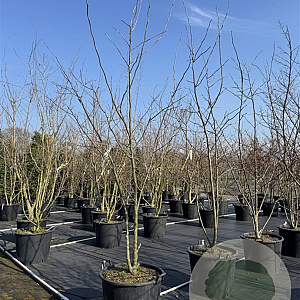Ptelea trifoliata 300-350 cm cont. 110L meerstammig