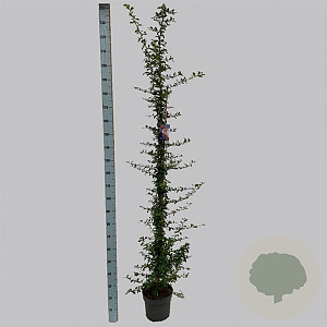 Pyracantha 'Orange Glow' 150-175 cm 7,5L