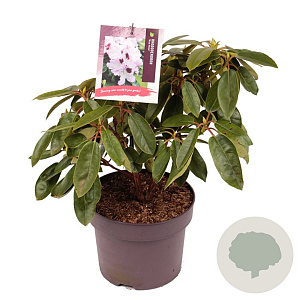 Rhododendron 'Blue Peter' 30-40 cm 5,0L