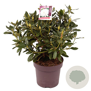 Rhododendron 'Cunningham's White' 50-60 cm 13L