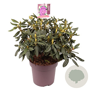 Rhododendron 'Lee's Dark Purple' 50-60 cm 13L