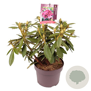 Rhododendron (P) 'Polarnacht' 30-40 cm 5,0L