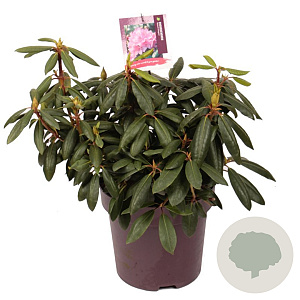 Rhododendron 'Roseum Elegans' 50-60 cm 13L