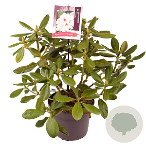 Rhododendron (AC) 'Schneeauge' 30-40 cm 5,0L
