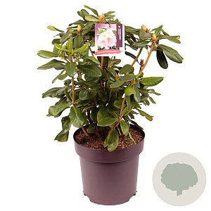 Rhododendron 'Scintillation' 50-60 cm 13L