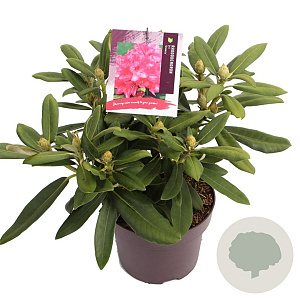 Rhododendron (Y) 'Sneezy' 25-30 cm 5,0L
