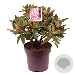 Rhododendron 'Vollblut' 50-60 cm 13L