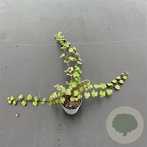 Rubus 'Betty Ashburner' 20-30 cm P13