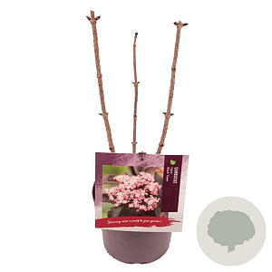 Sambucus nigra Black Tower 40-50 cm 3,0L