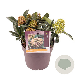 Skimmia japonica 'Marlot' GM P13