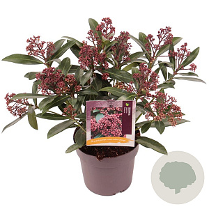 Skimmia j. Rubesta GM P13