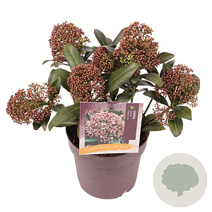 Skimmia j. Rubesta Jos GM P13