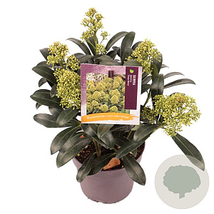 Skimmia j. 'Snow White' GM P13