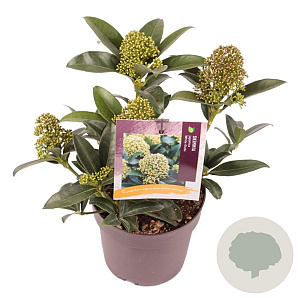 Skimmia j. White Globe GM P13