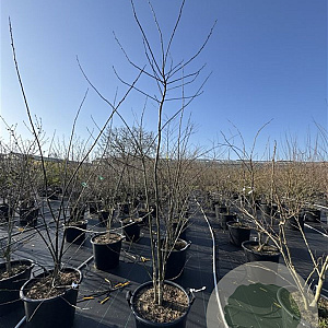 Sophora japonica 200-250 cm 50L meerstammig