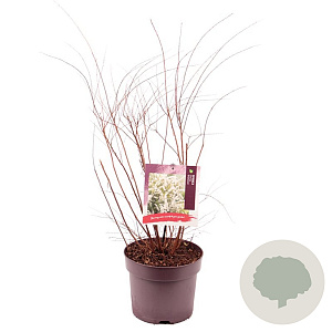 Spiraea cinerea 'Grefsheim' 60-80 cm 7,5L