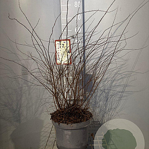 Spiraea cinerea 'Grefsheim' 60-80 cm 7,5L