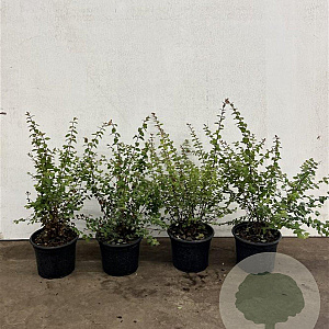 Symphoricarpos ch. 'Hancock' 30-40 cm 2,0L