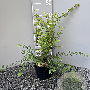 Symphoricarpos ch. 'Hancock' 30-40 cm 2,0L