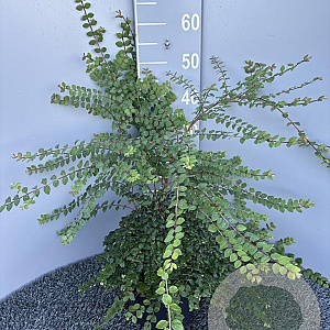 Symphoricarpos d. 'Magic Berry' 60-80 cm 5,0L