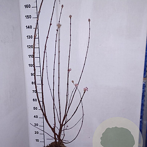 Viburnum bodn. 'Dawn' 125-150 cm met kluit