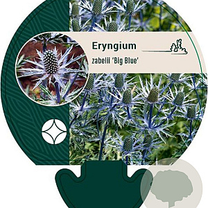 Eryngium zabelii 'Big Blue' GM P9