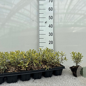 Viburnum opulus 100-125 cm met kluit