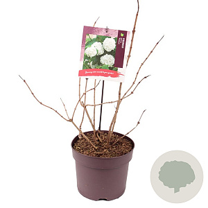 Viburnum opulus 'Roseum' 80 cm 7,5L