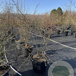 Viburnum plic. 'St Keverne' 125-150 cm 50L