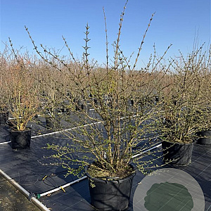 Viburnum plic. 'St Keverne' 150-175 cm cont. 80L