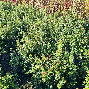 Viburnum tinus 60-80 cm met kluit