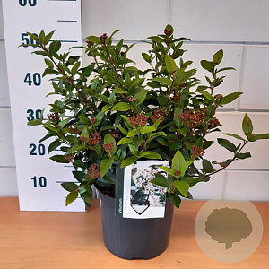 Viburnum tin. 'Eve Price' 25-30 cm 5,0L