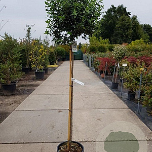 Viburnum tin. 'Eve Price' 80 cm stam 10L 30-40 bol