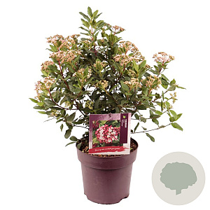 Viburnum tin. 'Gwenllian' 45-50 cm 10L