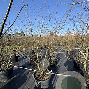 Zelkova serrata 175-200 cm cont. 150L meerstammig