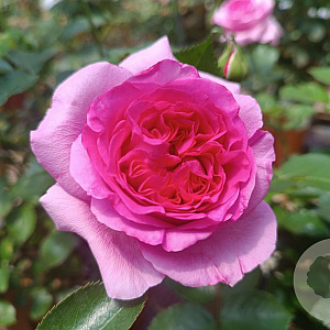 Rosa (T) Bernadette Lafont A kwaliteit wortelgoed vanaf 2 tak