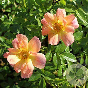 Rosa (H) Bienenweide Apricot AA. kwaliteit wortelgoed